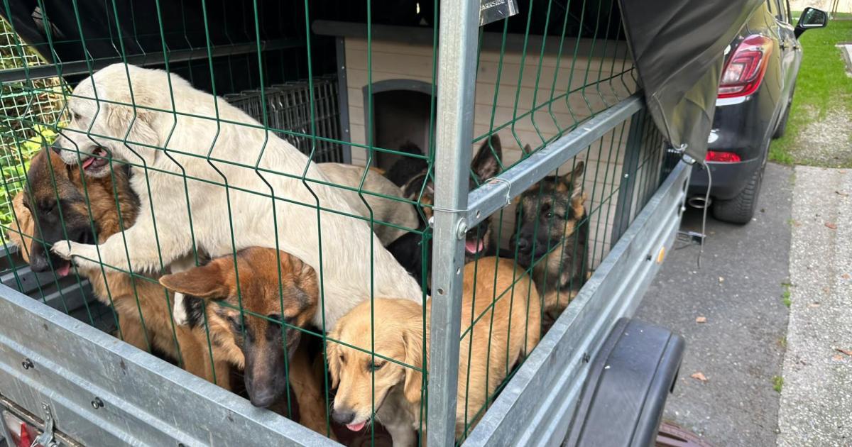 Asuntos crueles: se descubre transporte ilegal de perros jóvenes cerca de Graz