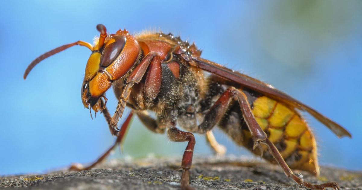 Asiatische Hornisse In Deutschland: Wie Gefährlich Ist Sie Wirklich?