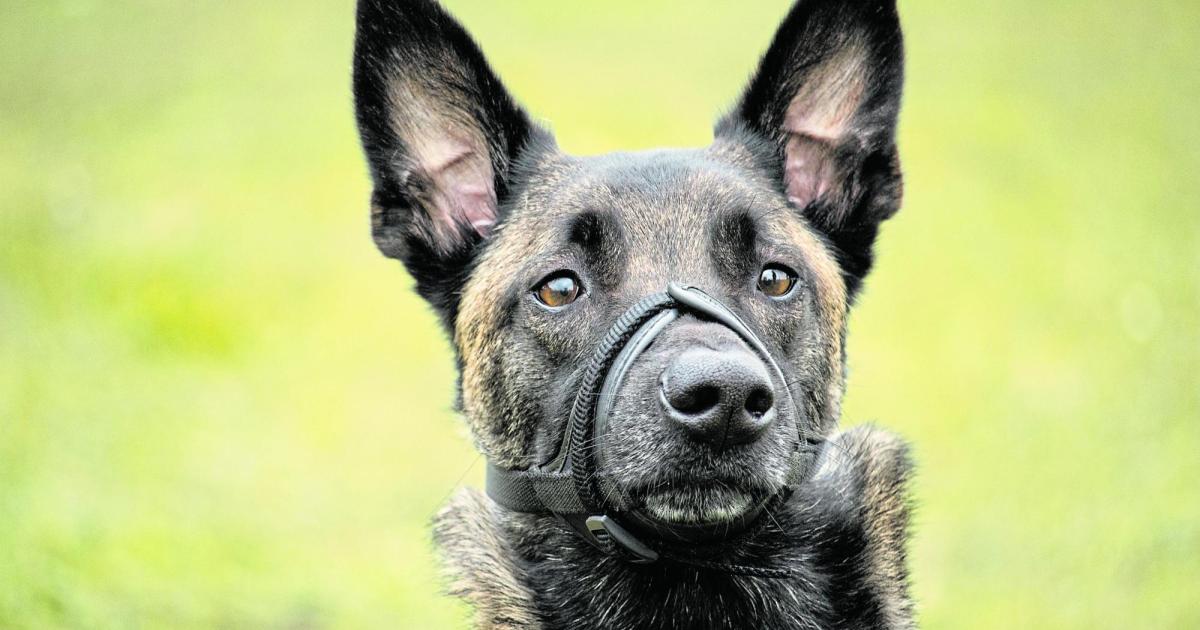 vorarlberg-hund-auf-bekannten-gehetzt-zu-24-monaten-haft-verurteilt