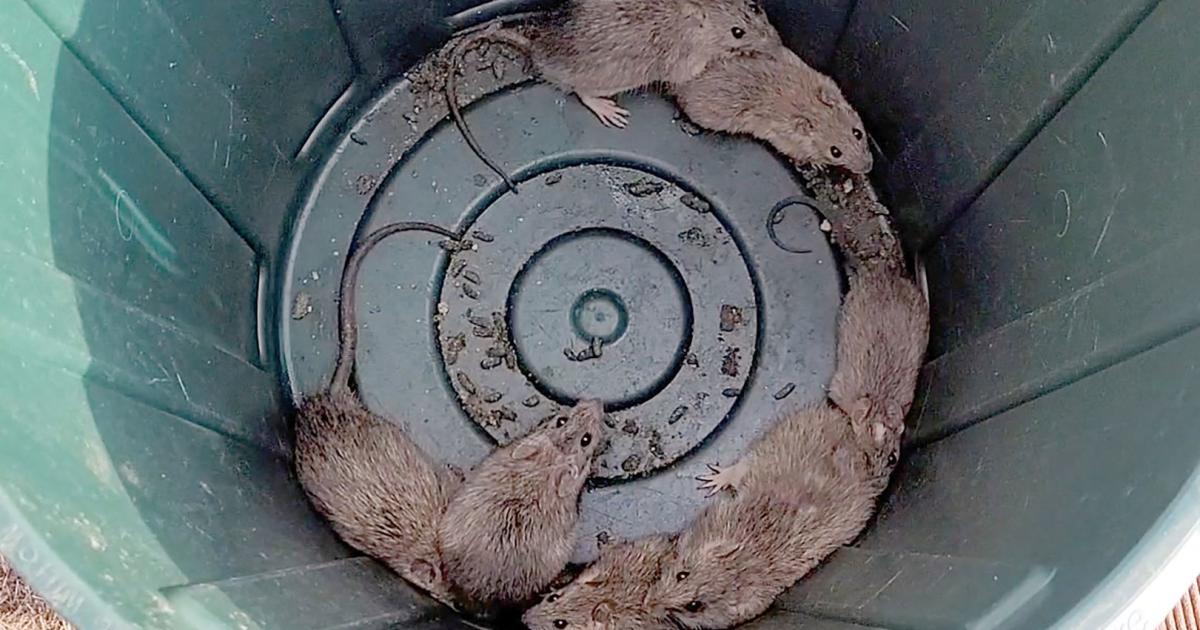 “Rats Everywhere”: A place infested by rodents