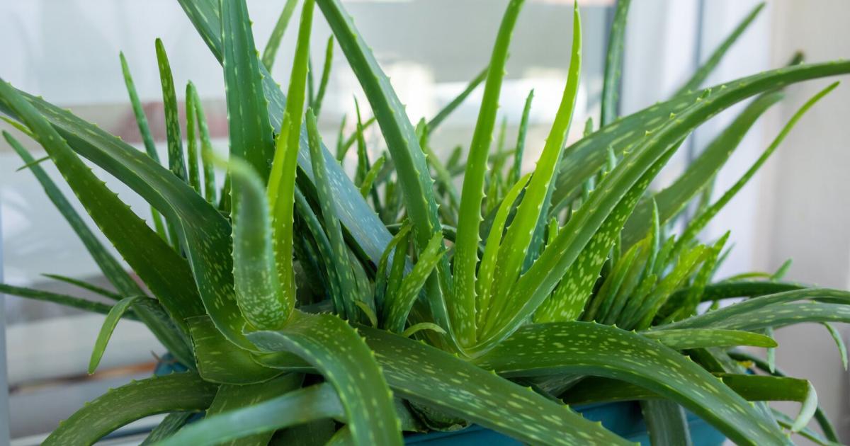 Tipp der Grtnerin: So geht die Rettung fr die Aloe vera | Kurier