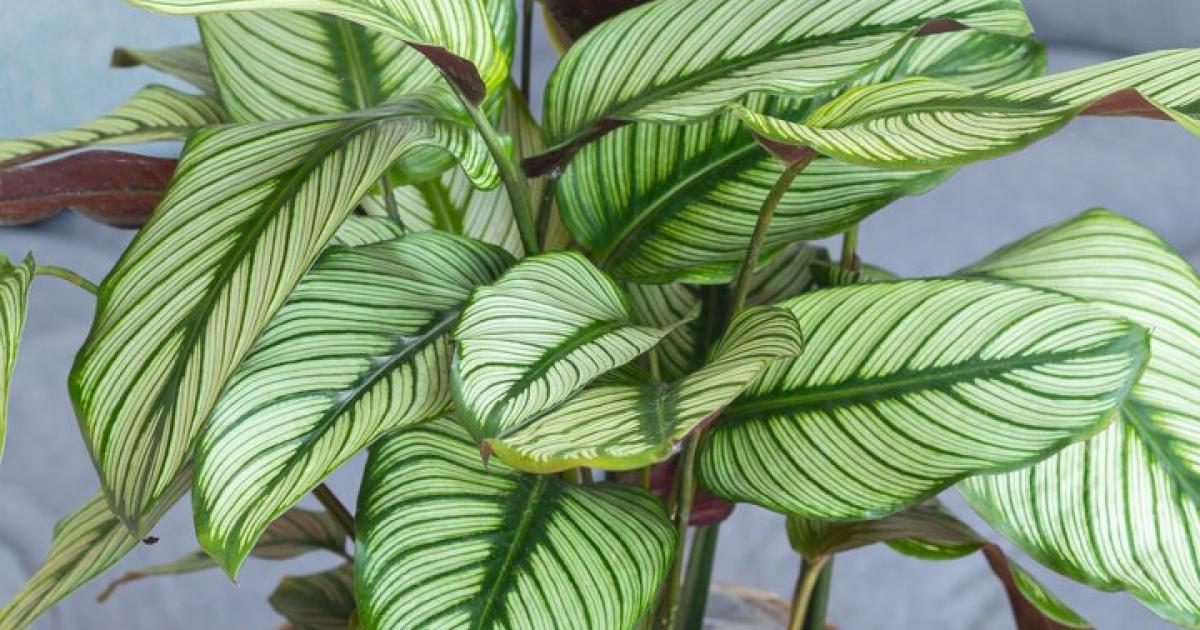 dracena massangeana ikea Dracaena Mass Cane 10 Inch Pot main image 1