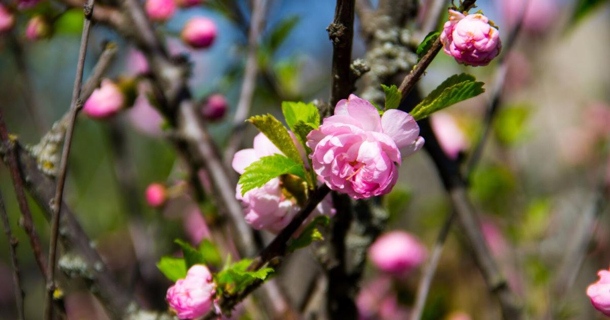 Happiness for Vegetable Growers, Concern for Fruit Growers: Early Flowering Ahead