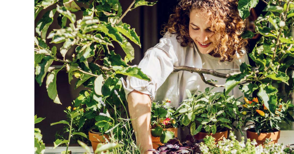 Growing and harvesting veggies indoors: window garden edition