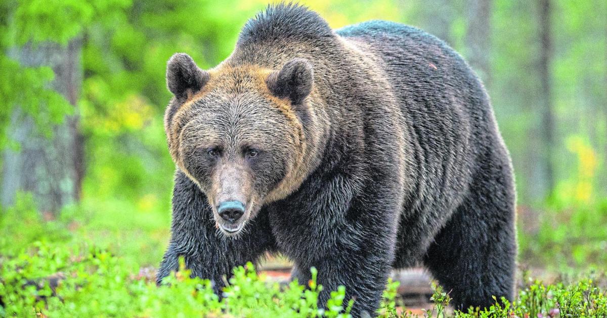 Fatal Bear Encounter in Slovakia: Hiker’s Death and Rescue Story