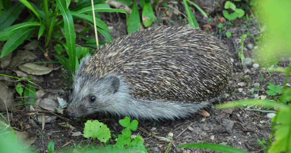Halbmarathon-f-r-Igel-Gartenvignette-feiert-neuen-Rekord