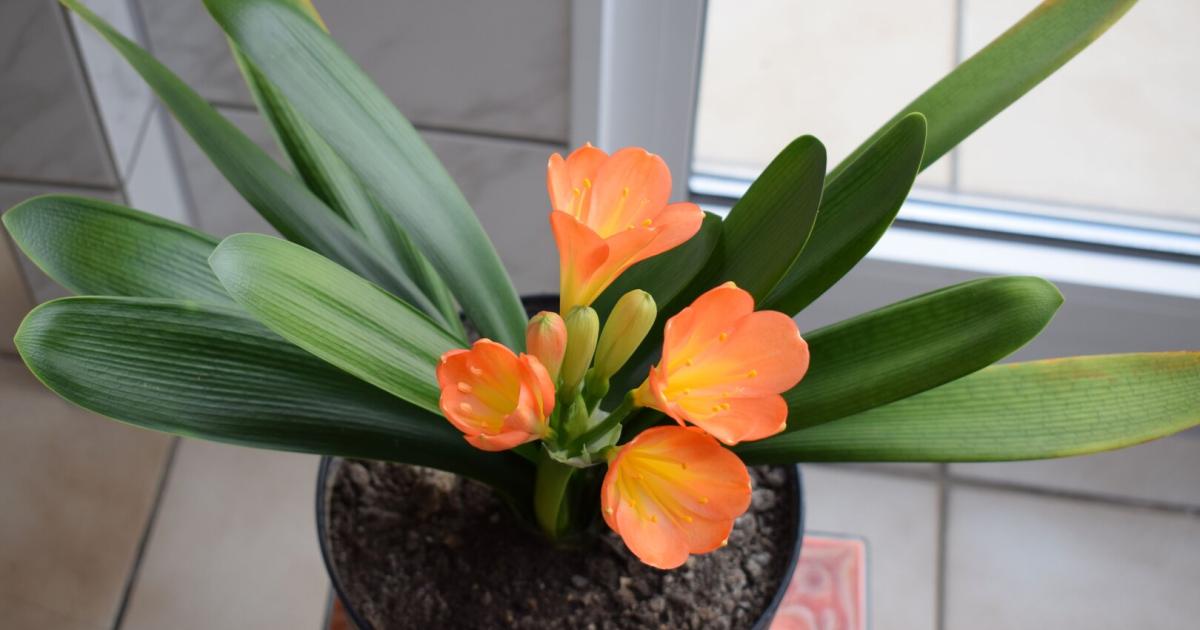 Encouraging the clivia plant to flower