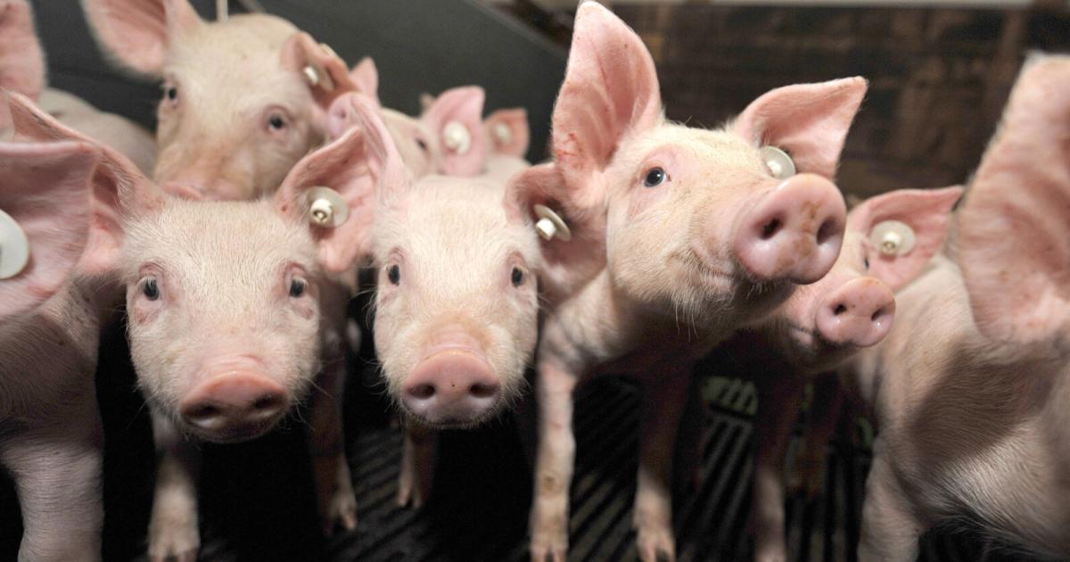 24-Stunden-auf-0-65-m-Aktivistin-testet-strukturierten-Vollspaltenboden
