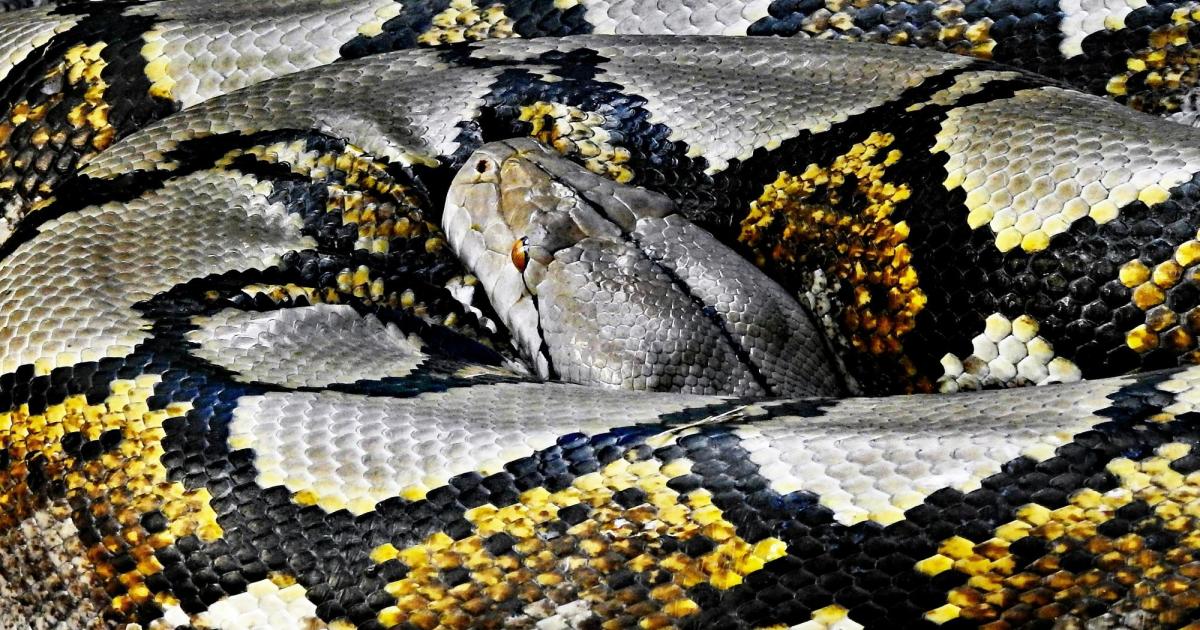 A reticulated python devours a woman and her clothes in Indonesia