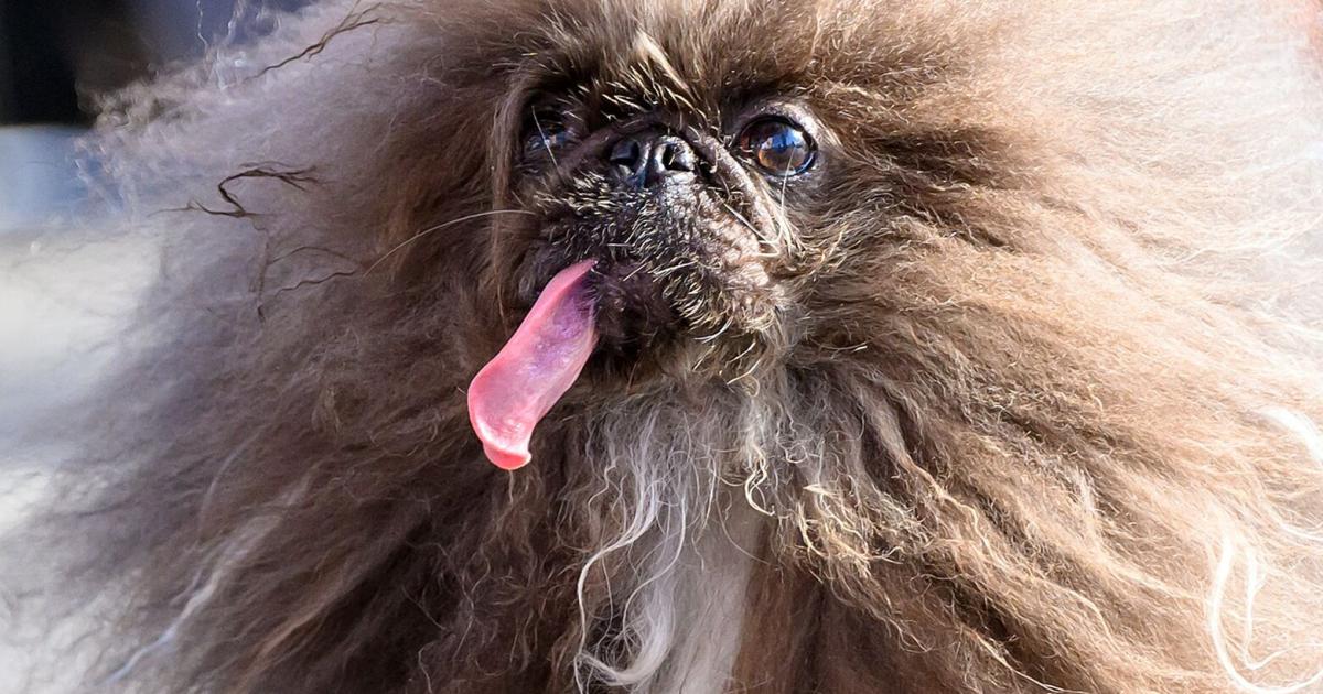 The Pekingese “Wild Thang” has been called “the ugliest dog in the world.”