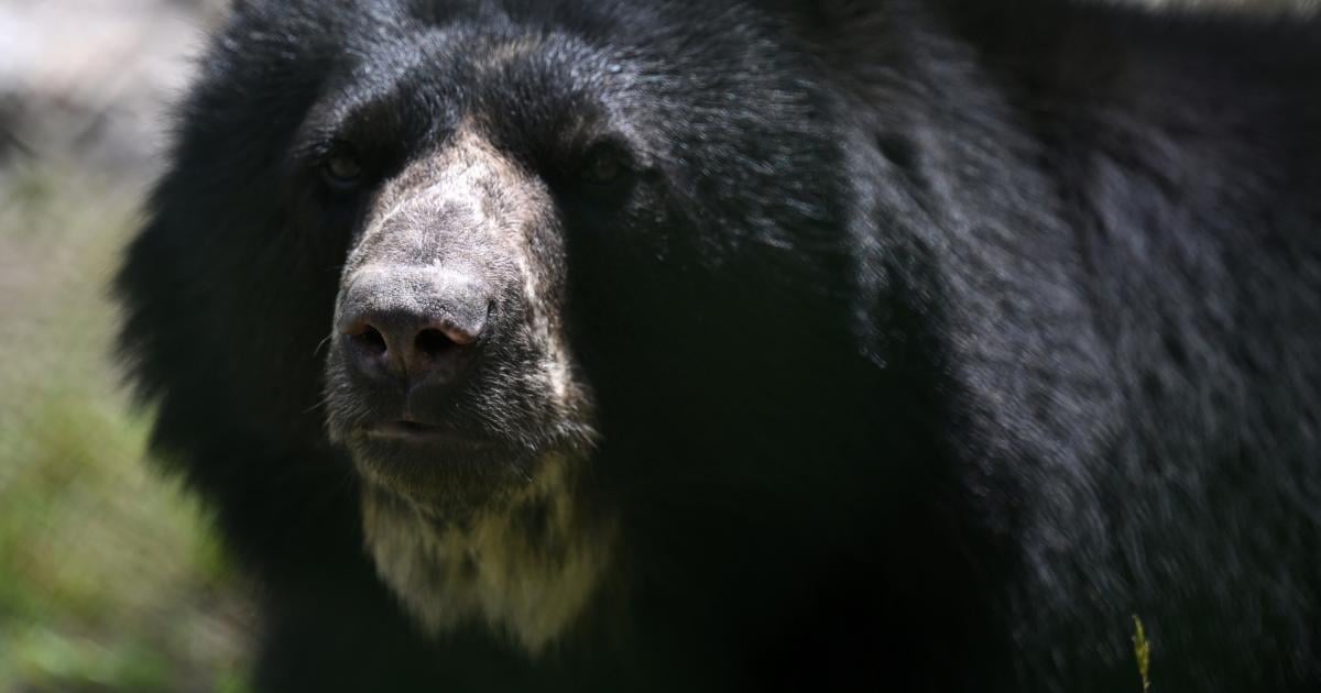 Bärenmutter verletzt Mann auf Firmenareal