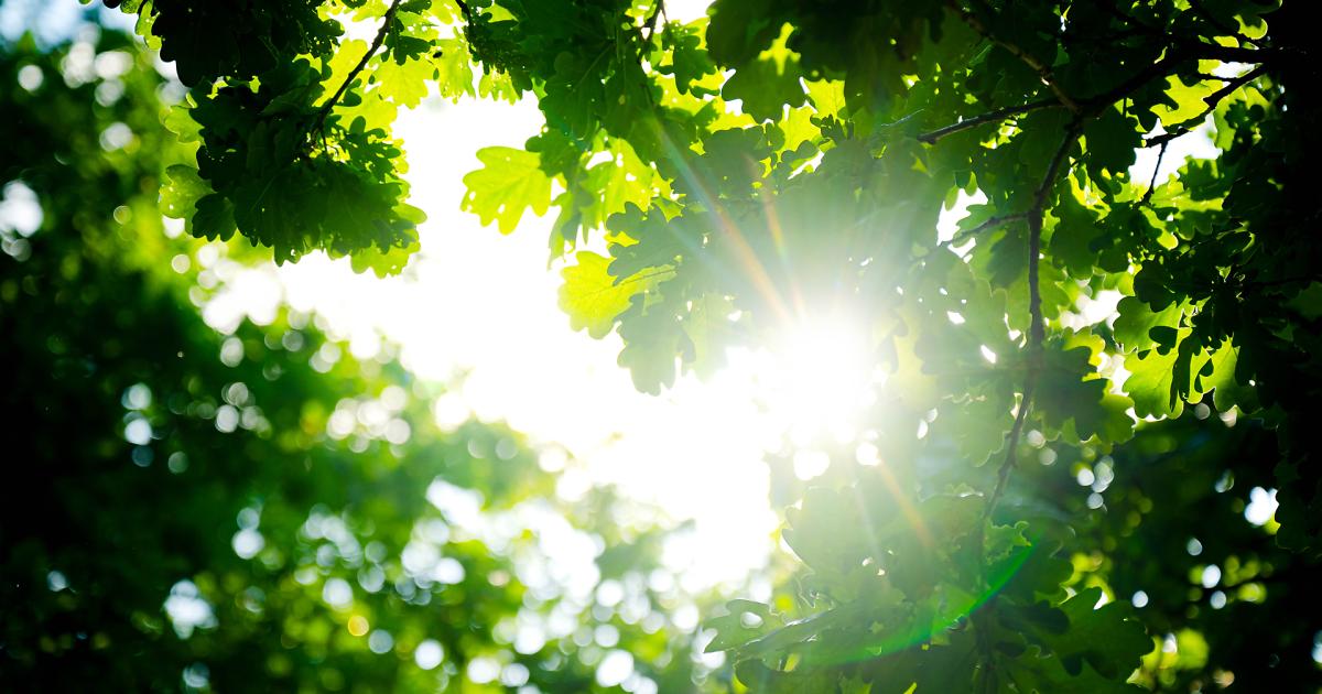 Vier-Jahre-Renaturierung-Wiener-Wald-und-Wiesencharta