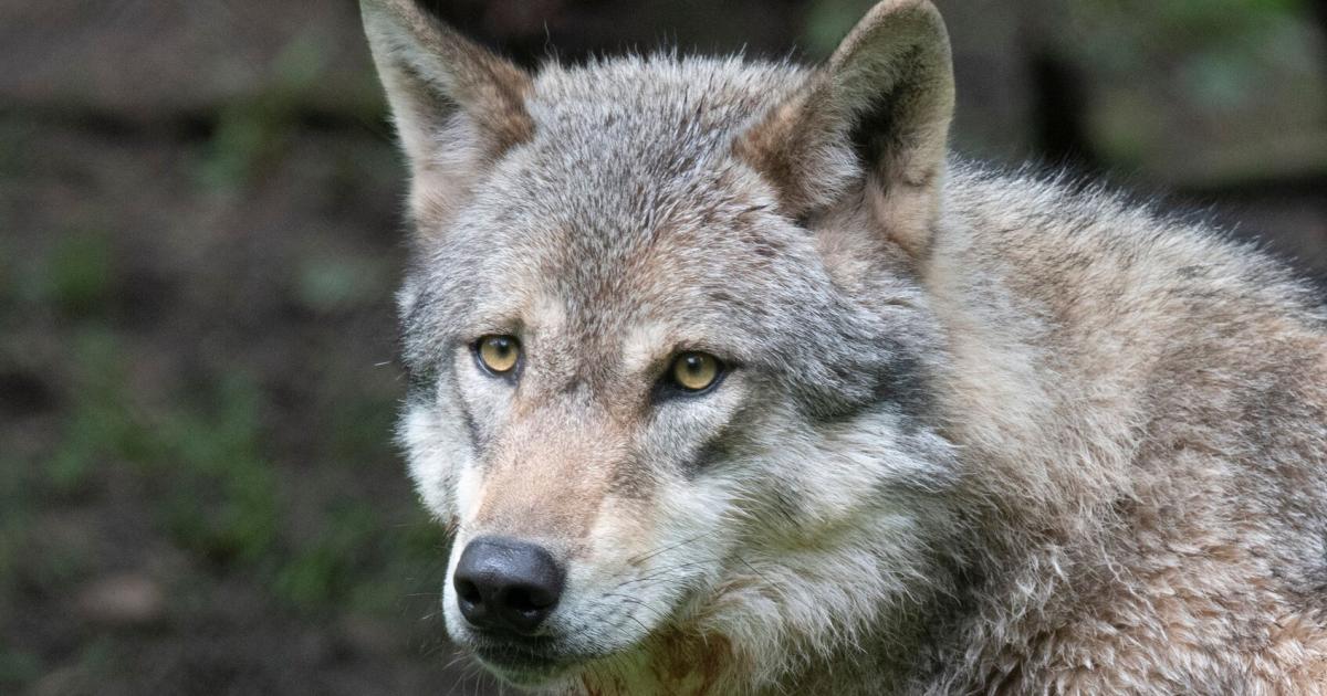 EU ministers downgrade wolves’ protection status