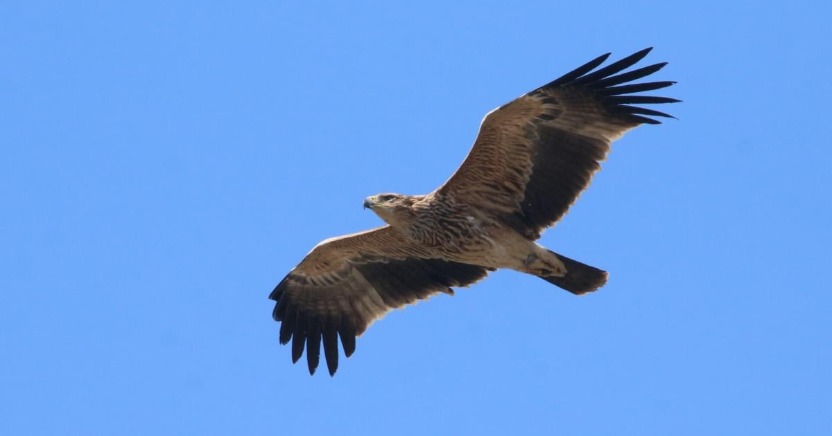Prozess-um-toten-Greifvogel-in-N-Freispruch-f-r-87-j-hrigen-J-ger