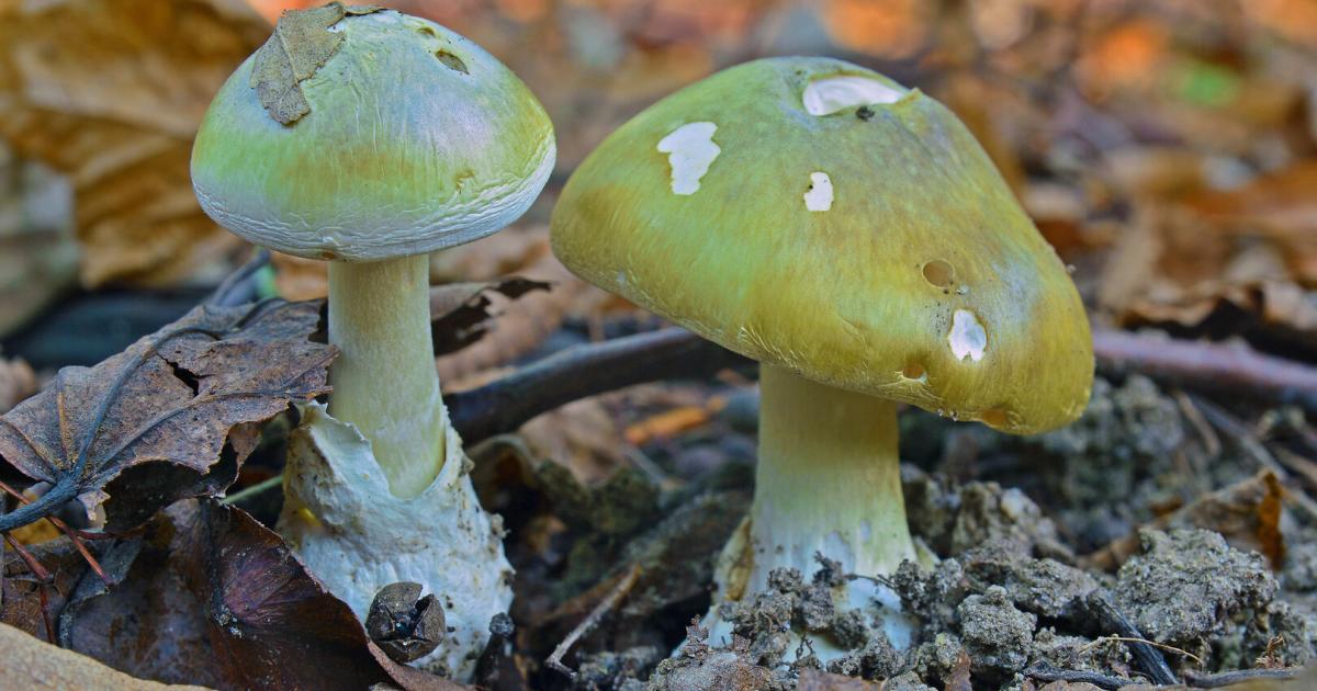 Pilzvergiftung-Wie-man-die-Symptome-erkennt-und-richtig-handelt