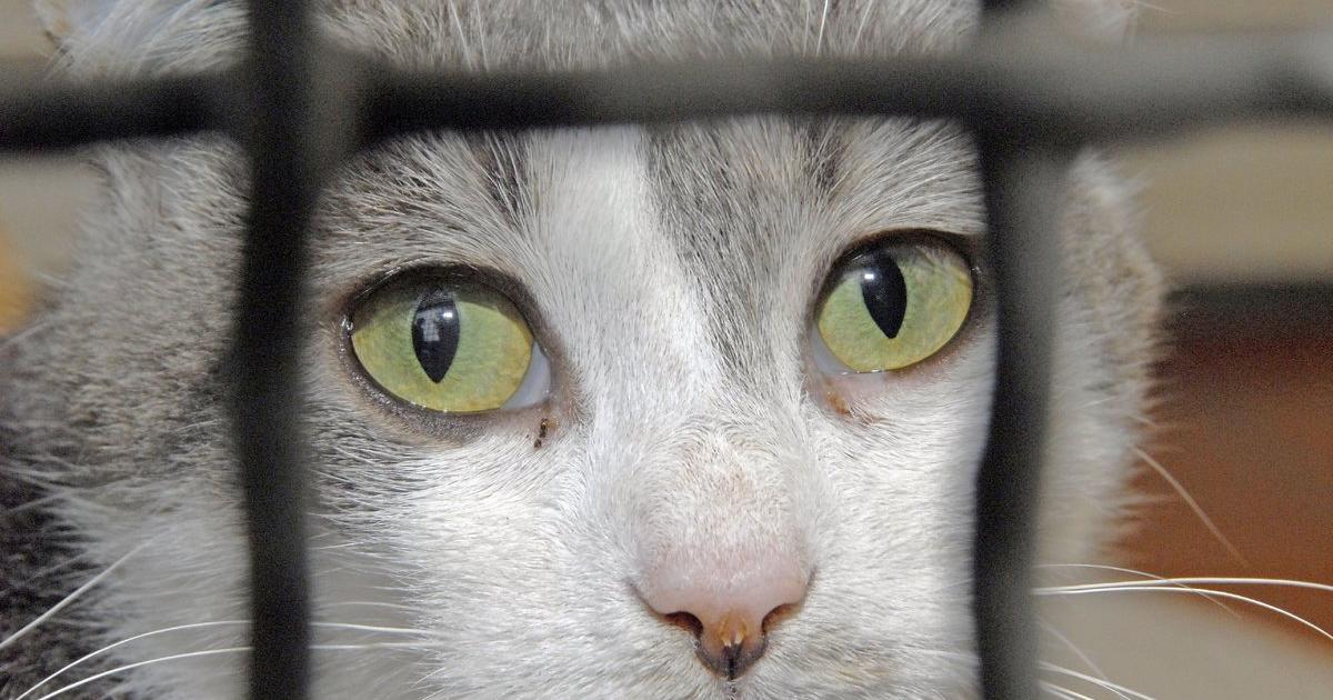 Die Katze aus dem Tierheim