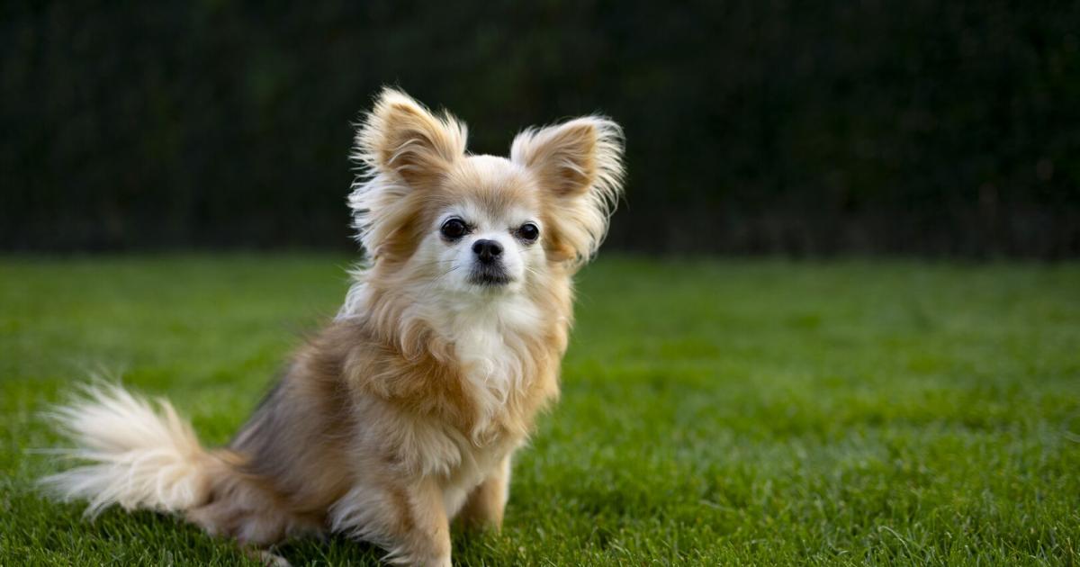 Weiz-Chihuahua-Gizmo-macht-durch-Bellen-auf-Brand-in-Kinderzimmer-aufmerksam