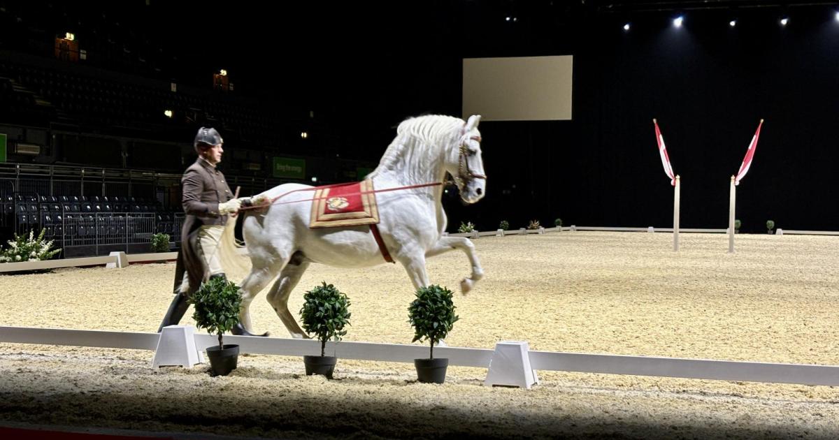 Vienna’s Lipizzaners are prancing around London again