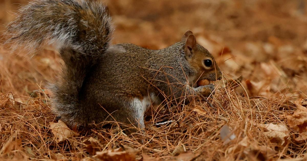 Death of Instagram squirrel Peanut causes outrage