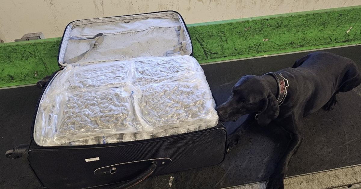 flughafen-wien-ermittler-stie-en-auf-600-kilogramm-cannabiskraut