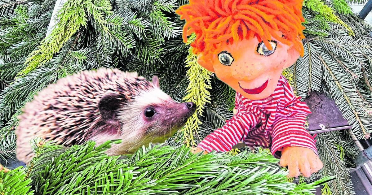 der-igel-im-adventkranz