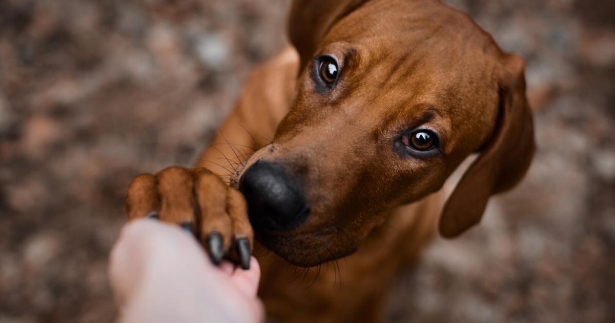 Wau-Effekt-Hunde-helfen-Menschen-mit-chronischem-Schmerz