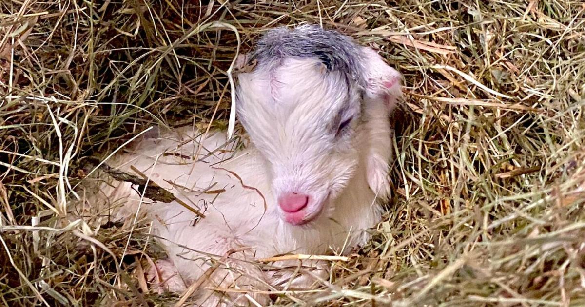 Neuer-Star-Seltene-Girgentana-Ziege-im-Zoo-Schmiding-geboren