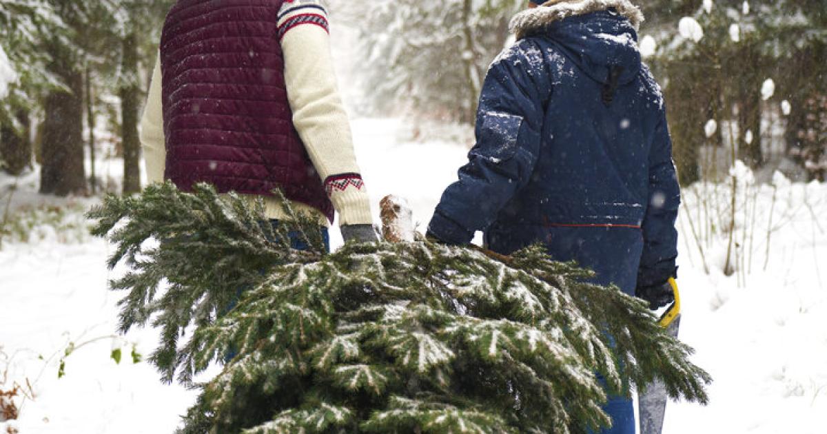 Waldkauf-als-Investment-Was-es-kostet-ein-St-ck-Natur-zu-besitzen