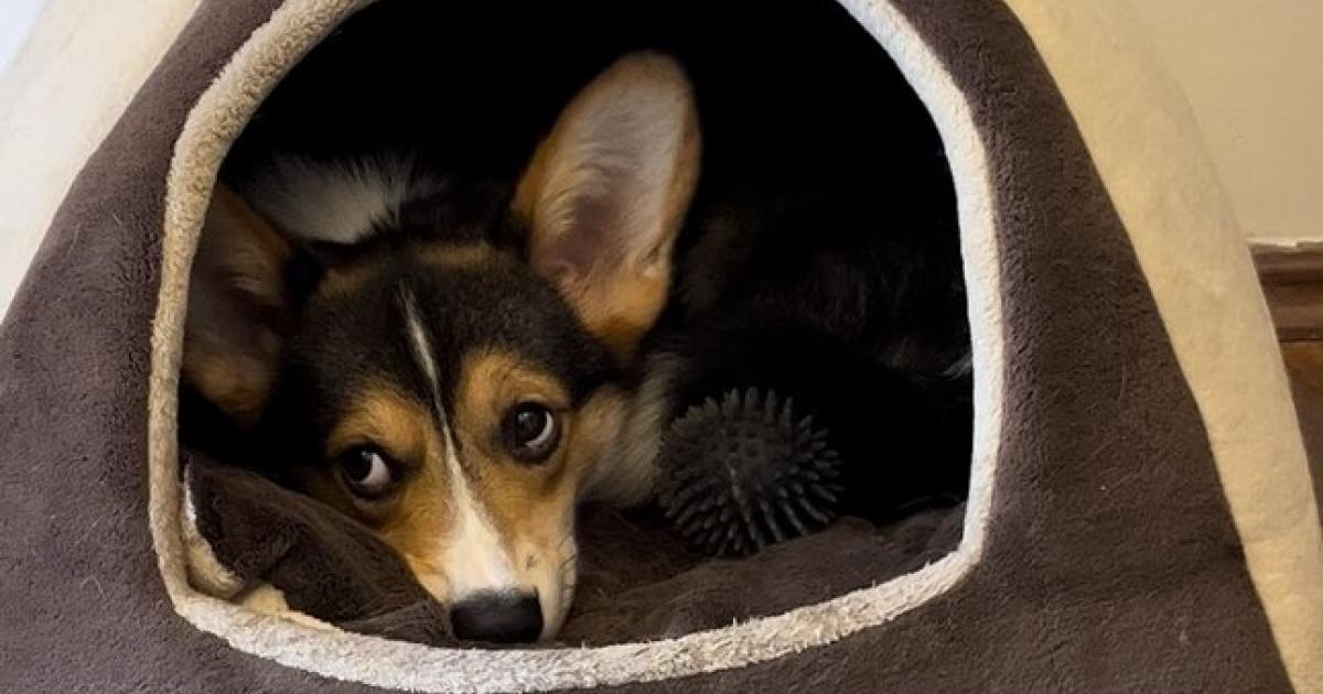 Wiener-Corgi-Caf-schlie-t-nach-weniger-als-einem-Monat