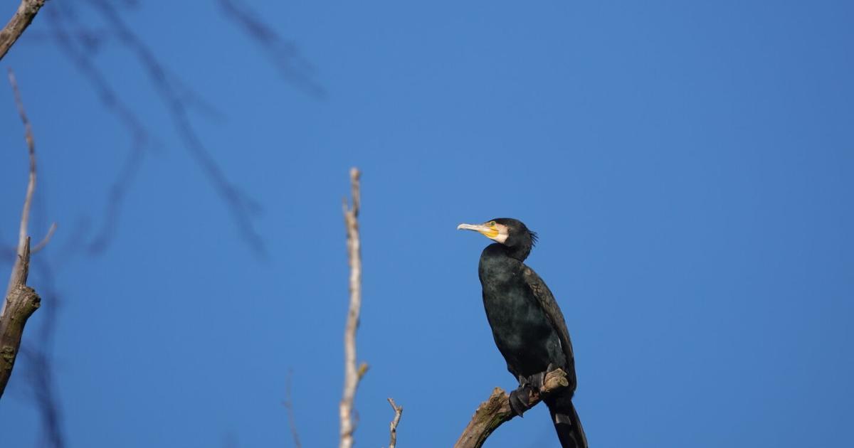 Bestandskontrolle-Vorarlberg-beteiligt-sich-an-Kormoran-Projekt