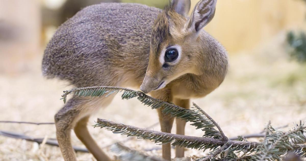 kleine-antilopen-im-tiergarten-sch-nbrunn-erstmals-nachwuchs