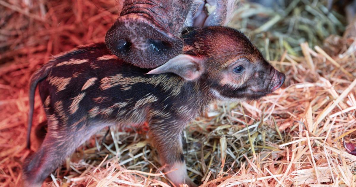 erster-nachwuchs-seit-15-jahren-freude-im-zoo-schmiding