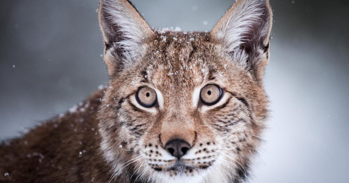 junger-luchs-im-nationapark-kalkalpen-ausgewildert