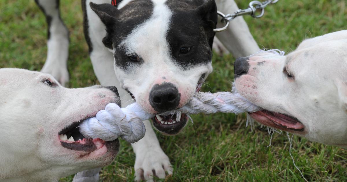 Hundecoach-Gef-hrliche-Menschen-haben-gef-hrliche-Hunde-