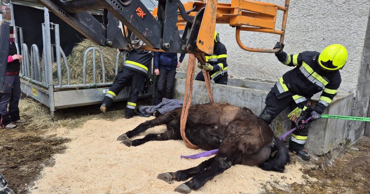 tierische-rettungsaktion-pferd-plumpste-in-futtertrog