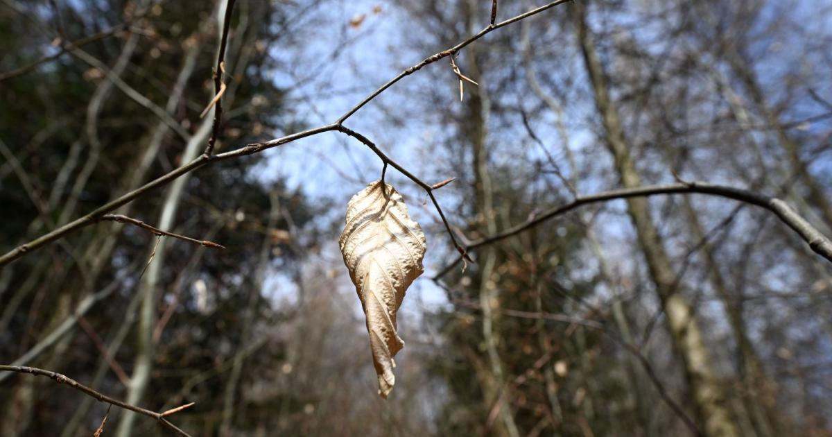 The climate crisis presents the Federal Forest for challenges