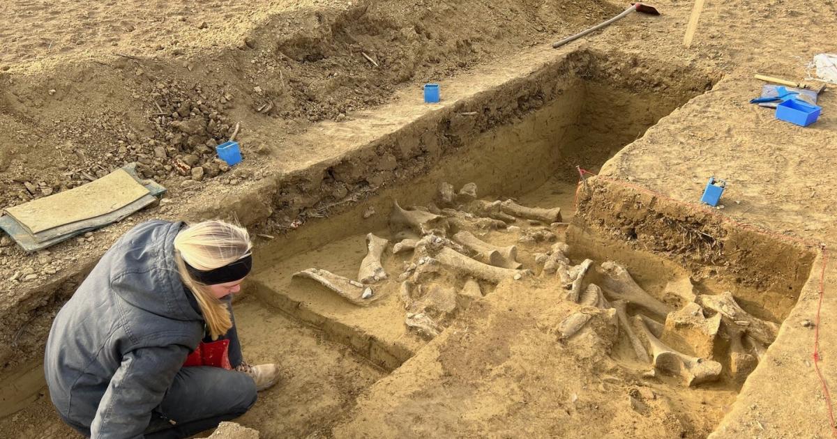 Sensationeller Fund in NÖ: 25.000 Jahre alte Mammutjäger-Lager entdeckt