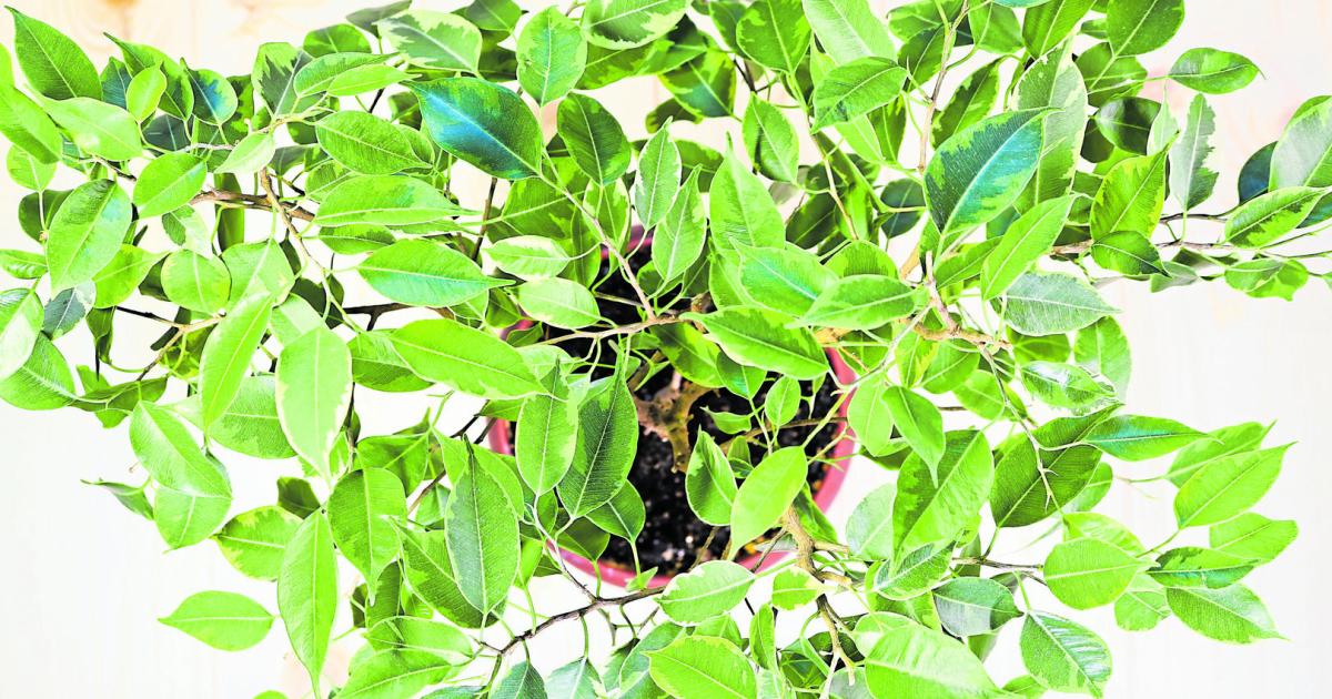 Warum verliert der Ficus Benjamin seine Bltter? Hier sind die Tipps |  Kurier