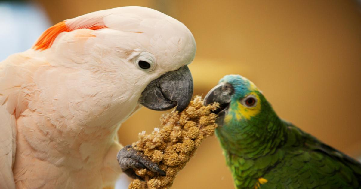 Obdachlosigkeit-droht-200-Papageien-suchen-neues-Zuhause-in-Wien