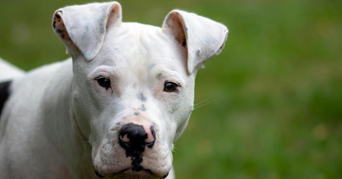 -Brutale-Attacke-Frau-23-von-drei-Hunden-angegriffen-tot