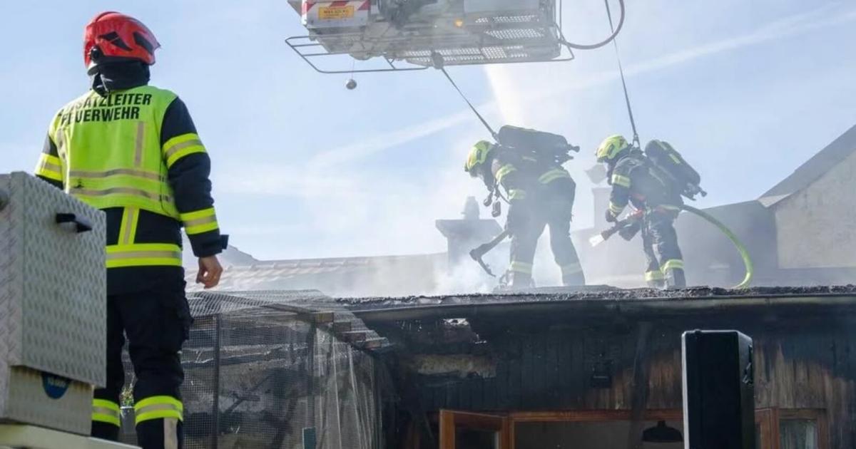 kerze-l-ste-brand-in-voliere-aus-f-nf-v-gel-kamen-um