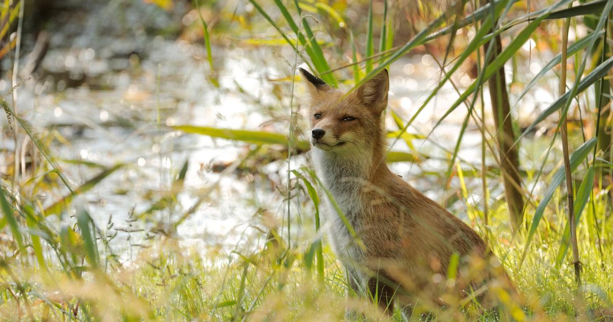 Sommerfest-im-Nationalpark-Wien-Natur-hautnah-erleben