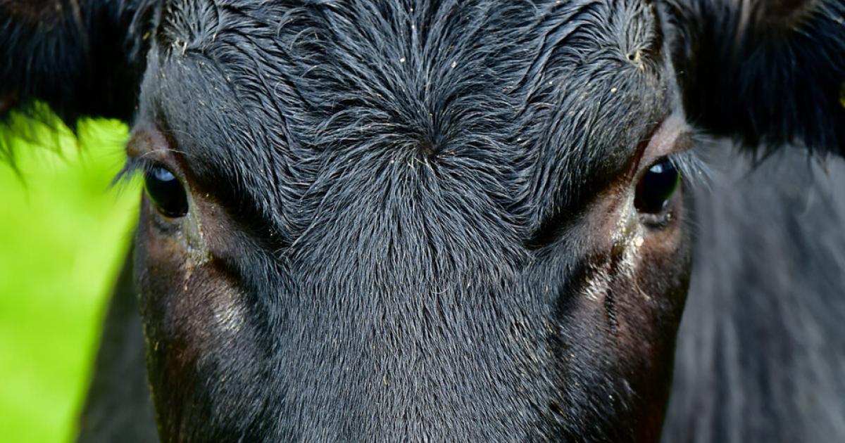 Tierkadaver-auf-einem-Rinderbetrieb-Ermittlungen-laufen