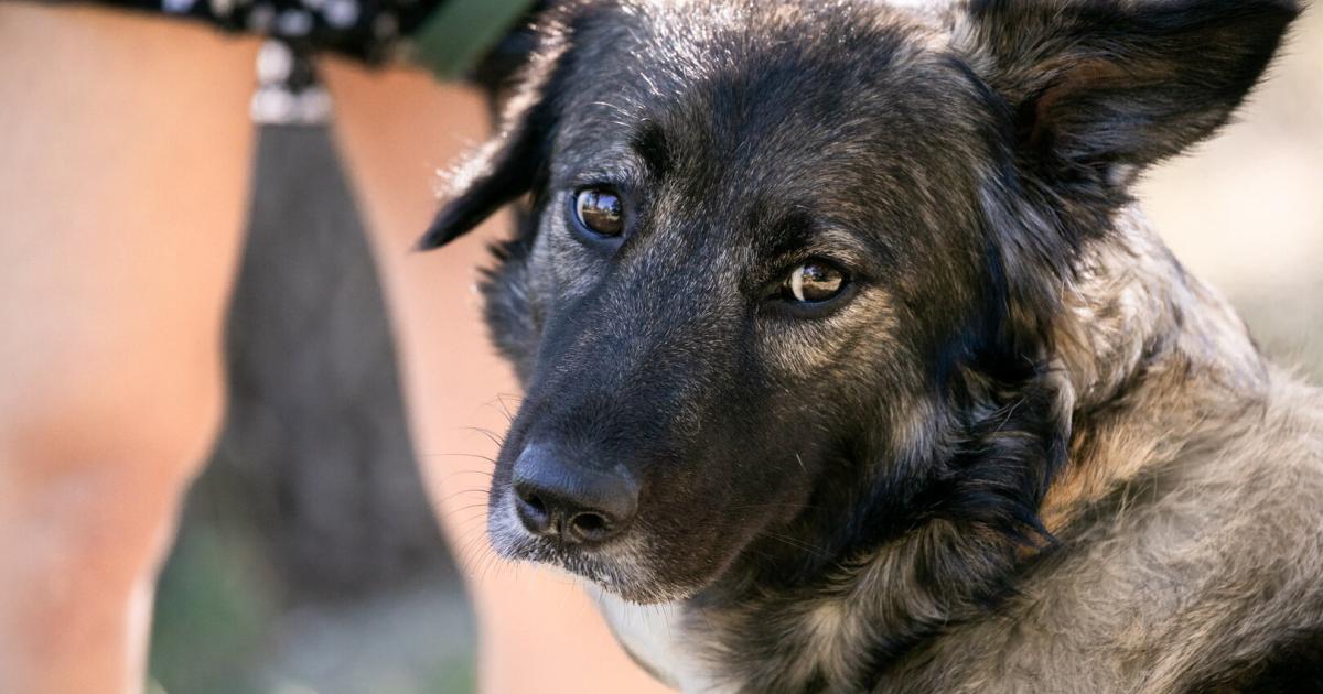 -Hunde-Kunde-Bereits-20-000-Kursteilnehmer-in-Wien