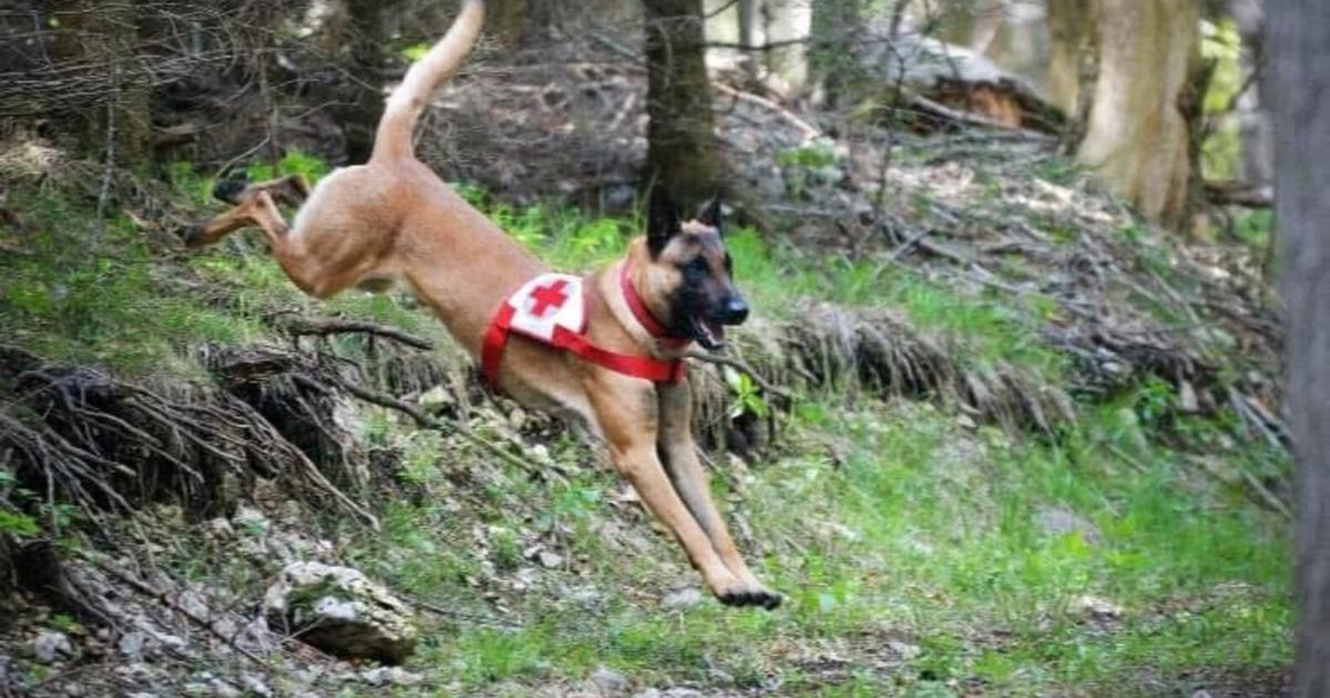 Mit-Beagle-und-Radanh-nger-unterwegs-68-J-hriger-im-Tullnerfeld-vermisst