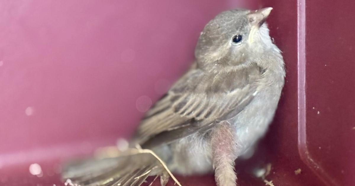 Alarm-mit-der-Spatzenpost-Feuerwehr-rettete-kleinen-Vogel