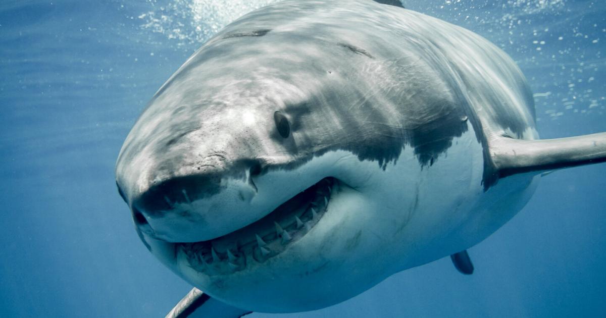 Haie-im-Mittelmeer-Wie-gef-hrlich-sind-sie-wirklich-