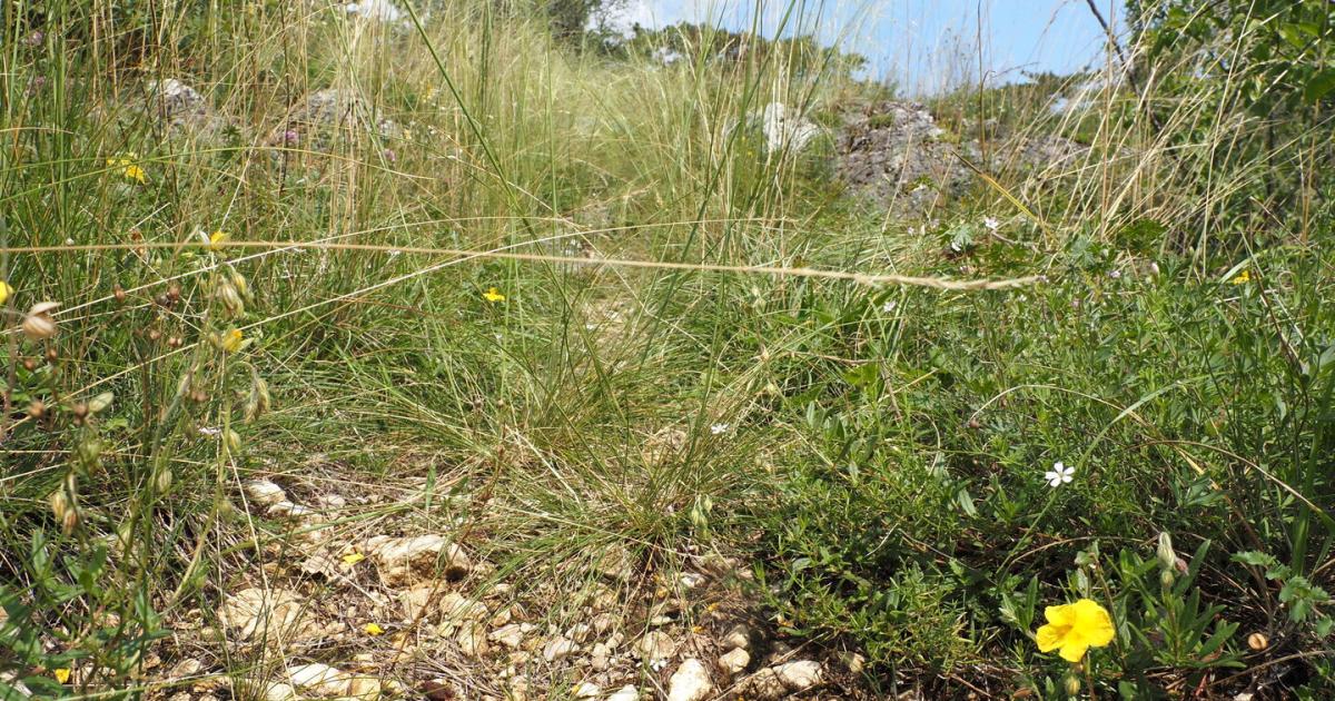 Wo-einst-Mammuts-weideten-ist-heute-der-Natur-Hotspot-Nummer-eins