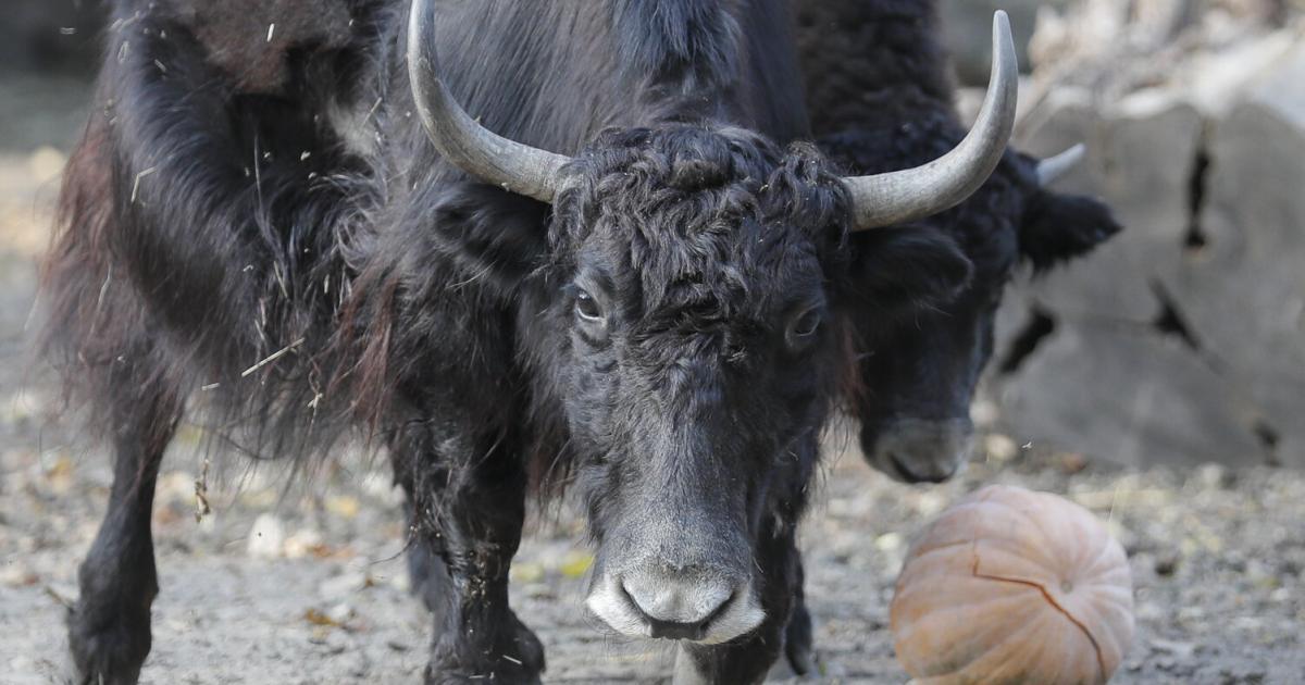 Yak-vermutlich-von-Weide-in-Ober-sterreich-gestohlen