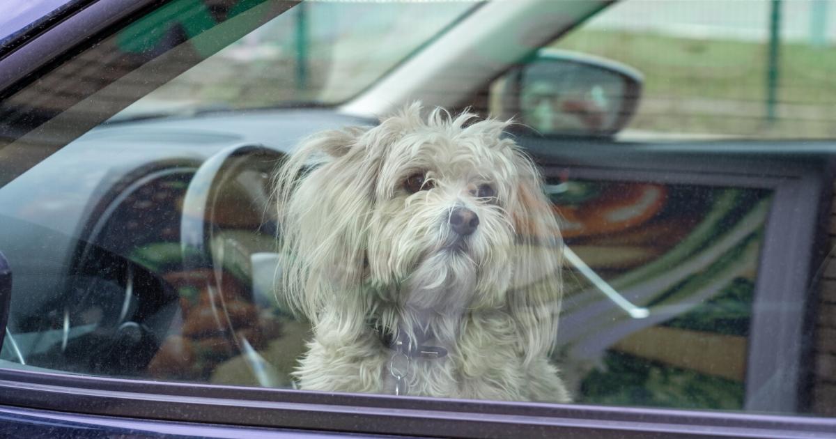 Hund-bei-Hitze-im-Auto-gelassen-Bedingte-Haft-f-r-Herrerl